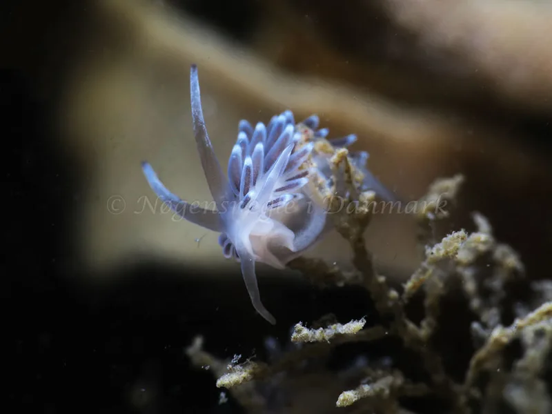 Cuthonella concinna - Ammoniakhavnen - Foto: HP Ølgaard