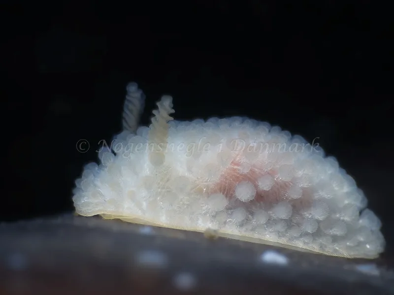 Onchidoris muricata - Ammoniakhavnen - Foto: HP Ølgaard