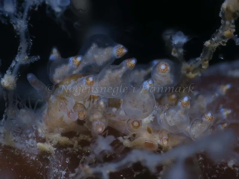Eubranchus scintillans - Ammoniakhavnen - Foto: HP Ølgaard