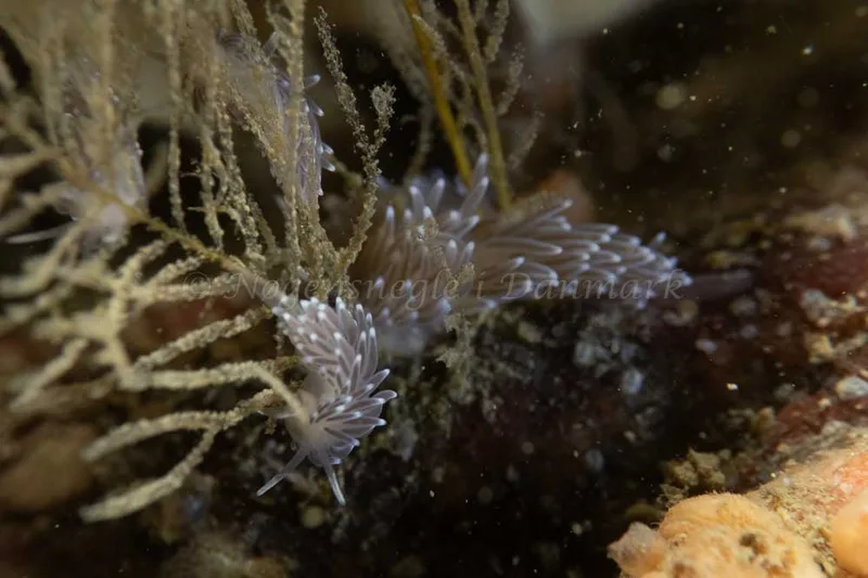 Cuthonella concinna - Ammoniakhavnen - Foto: Kim Sørensen