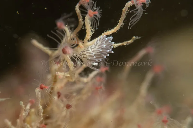 Cuthonella concinna - Ammoniakhavnen - Foto: Kim Sørensen