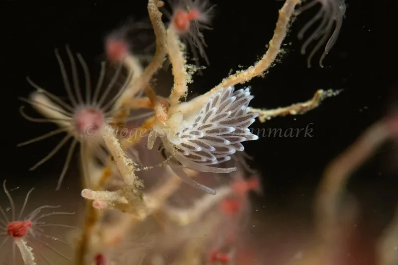 Cuthonella concinna - Ammoniakhavnen - Foto: Kim Sørensen