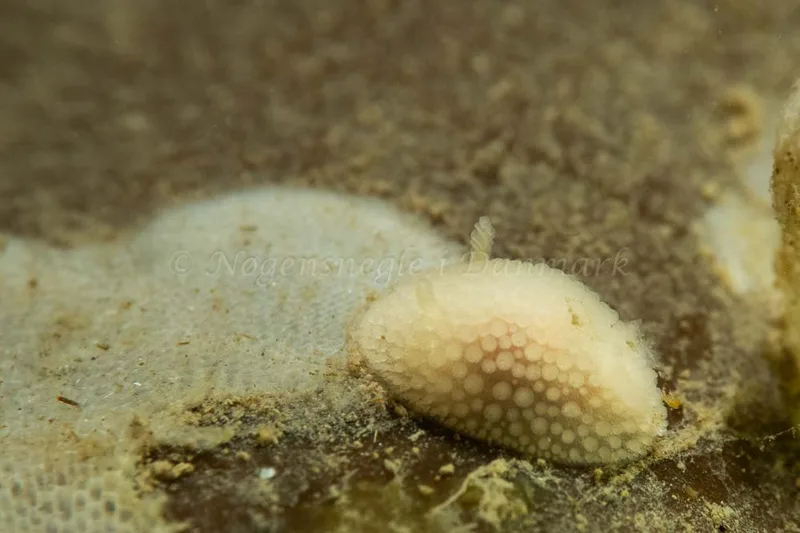 Onchidoris muricata - Ammoniakhavnen - Foto: Kim Sørensen