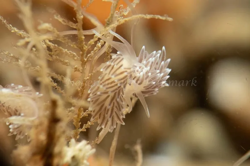 Cuthonella concinna - Ammoniakhavnen - Foto: Kim Sørensen