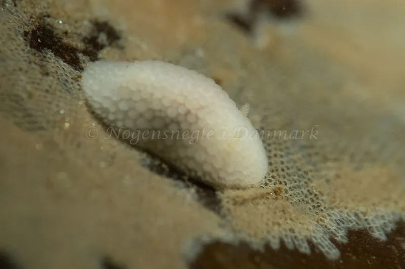 Onchidoris muricata - Ammoniakhavnen - Foto: Kim Sørensen