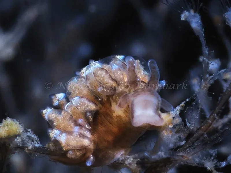 Eubranchus scintillans - Prammen i Koraldybet, Aarhusbugten - Foto: HP Ølgaard