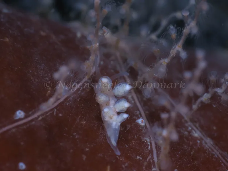 Tergipes tergipes - Prammen i Koraldybet, Aarhusbugten - Foto: HP Ølgaard
