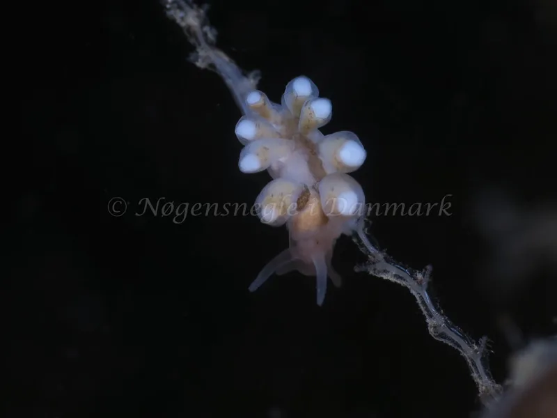 Tergipes tergipes - Prammen i Koraldybet, Aarhusbugten - Foto: HP Ølgaard