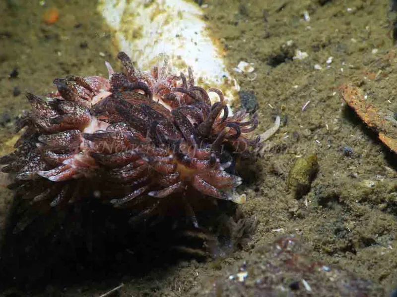 Aeolidia papillosa - Prammen i Koraldybet, Aarhusbugten - Foto: HP Ølgaard