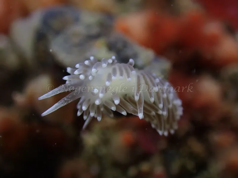 Cuthonella concinna - Ammoniakhavnen - Foto: Laurits Larsen