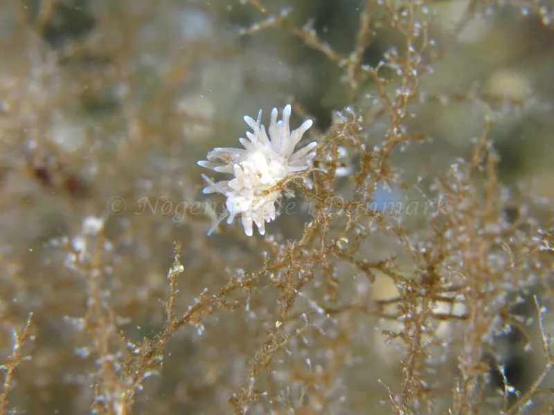 Eubranchus rupium - Munkholmbroen - Foto: Lina Knuth-Winterfeldt