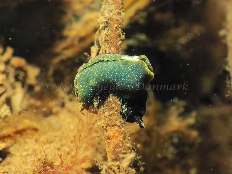 Elysia viridis (Saccoglossa) - Kollund Mole - Foto: Jens Egon Jørgensen