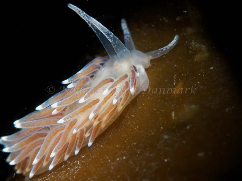 Cuthonella concinna - Ammoniakhavnen - Foto: Oliver Bargheer