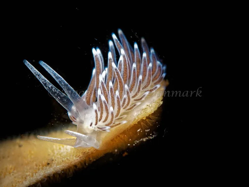 Cuthonella concinna - Ammoniakhavnen - Foto: Oliver Bargheer