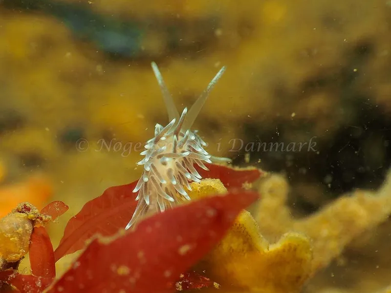 Cuthonella concinna - Lyngsbo Strand - Foto: Jens Egon Jørgensen