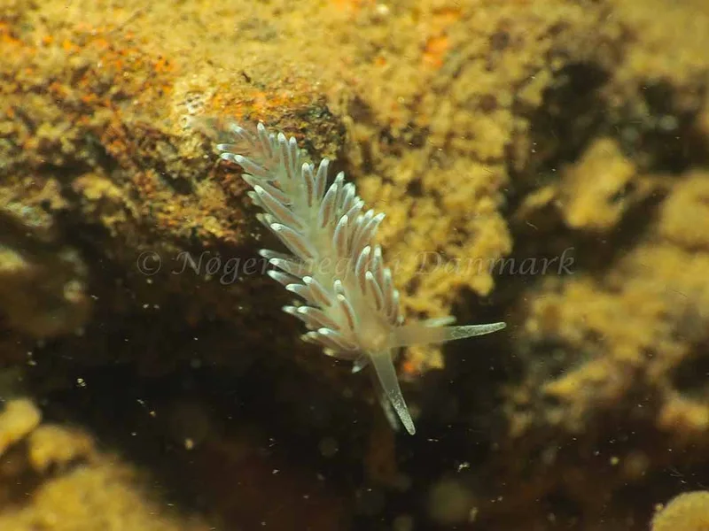 Cuthonella concinna - Lyngsbo Strand - Foto: Jens Egon Jørgensen