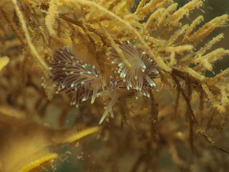 Cuthonella concinna - Lyngsbo Strand - Foto: Jens Egon Jørgensen