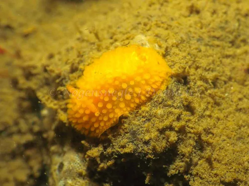 Adalaria proxima - Lyngsbo Strand - Foto: Jens Egon Jørgensen