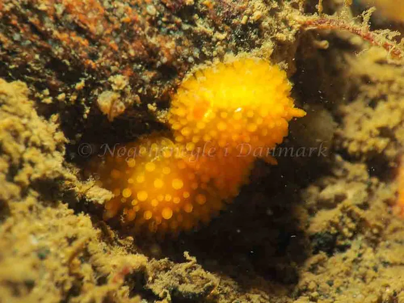 Adalaria proxima - Lyngsbo Strand - Foto: Jens Egon Jørgensen