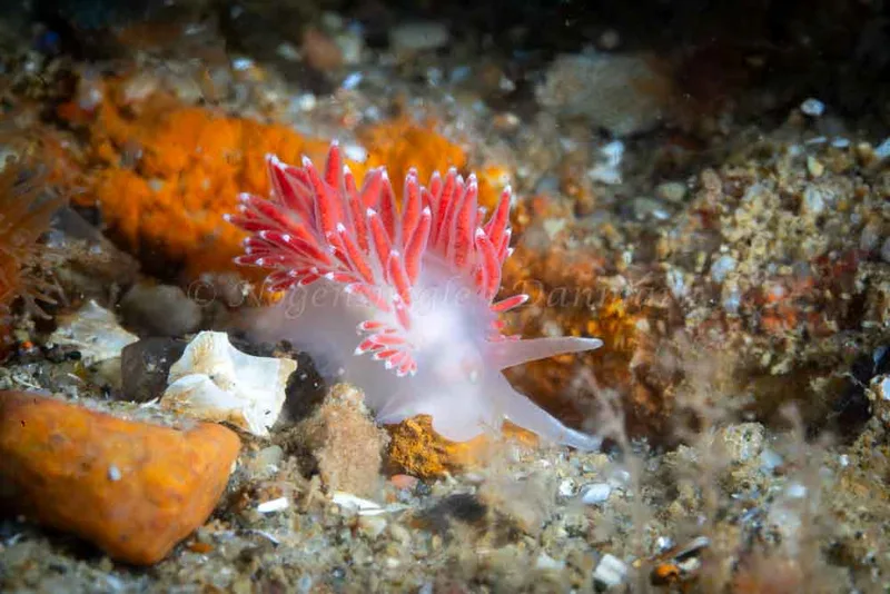 Coryphella verrucosa - Søbadet - Foto: Tina Hindal
