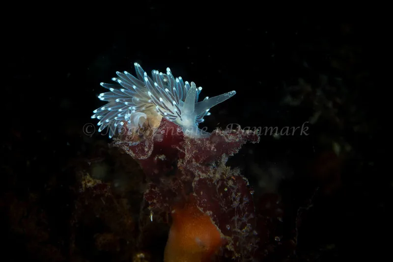 Cuthonella concinna - Søbadet - Foto: Tina Hindal