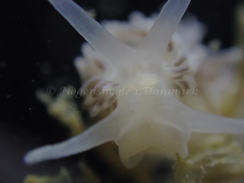 Cuthonella concinna - Ammoniakhavnen - Foto: Laurits Larsen
