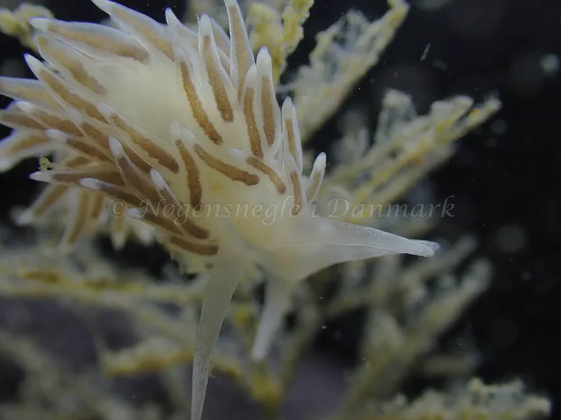 Cuthonella concinna - Ammoniakhavnen - Foto: Laurits Larsen