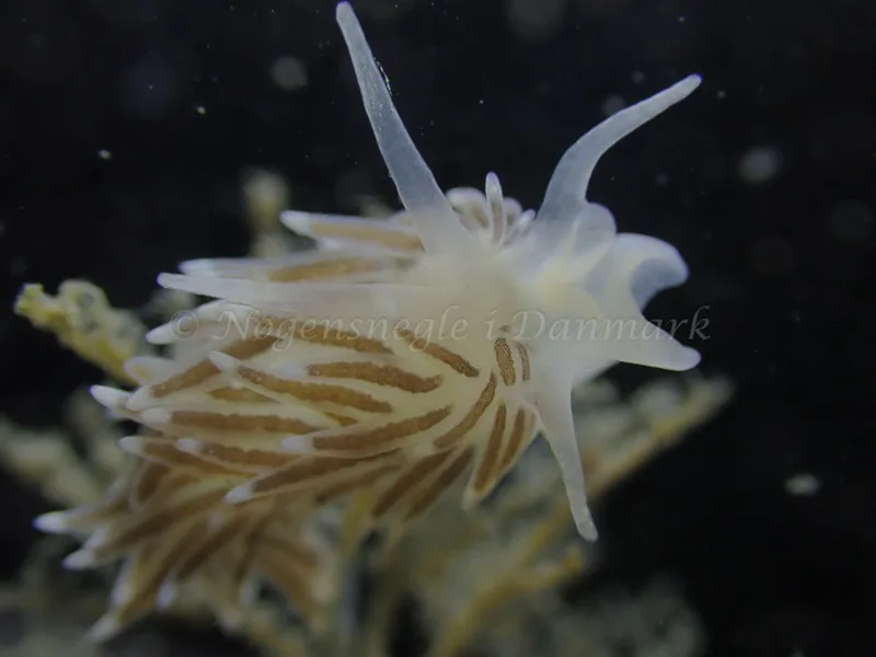 Cuthonella concinna - Ammoniakhavnen - Foto: Laurits Larsen