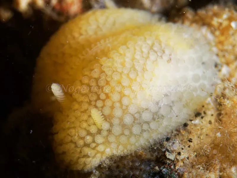 Onchidoris muricata - Ammoniakhavnen - Foto: Oliver Bargheer