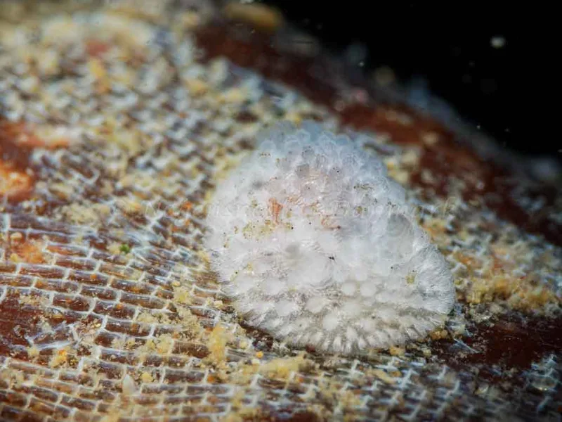 Onchidoris muricata - Ammoniakhavnen - Foto: Oliver Bargheer