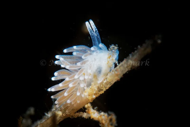 Cuthonella concinna - Søbadet - Foto: Oliver Bargheer