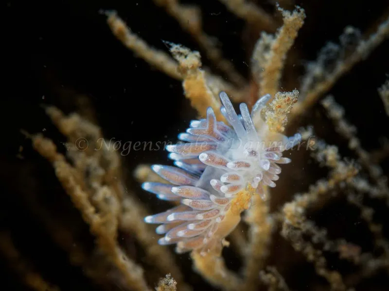 Cuthonella concinna - Søbadet - Foto: Oliver Bargheer