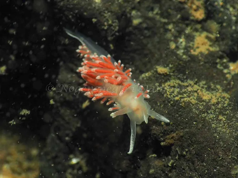 Coryphella verrucosa - Ammoniakhavnen - Foto: Jens Egon Jørgensen