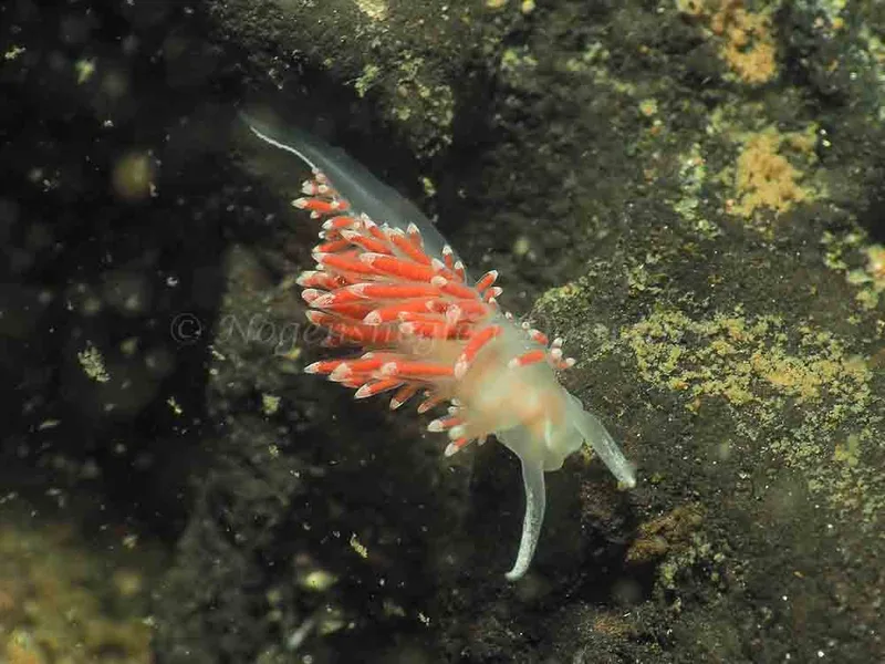 Coryphella verrucosa - Ammoniakhavnen - Foto: Jens Egon Jørgensen