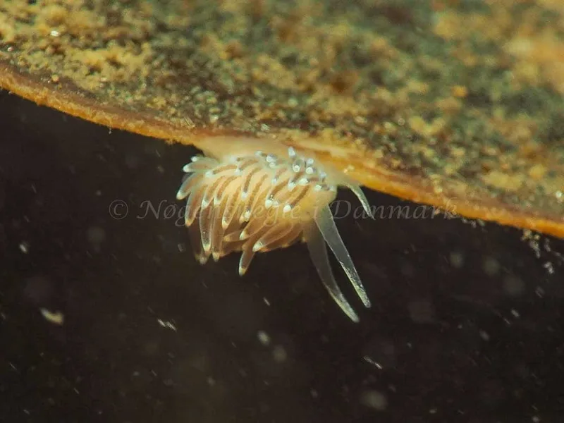 Cuthonella concinna - Ammoniakhavnen - Foto: Jens Egon Jørgensen