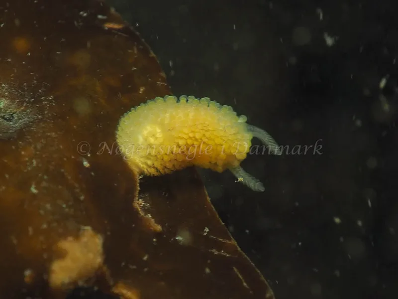 Onchidoris muricata - Ammoniakhavnen - Foto: Jens Egon Jørgensen