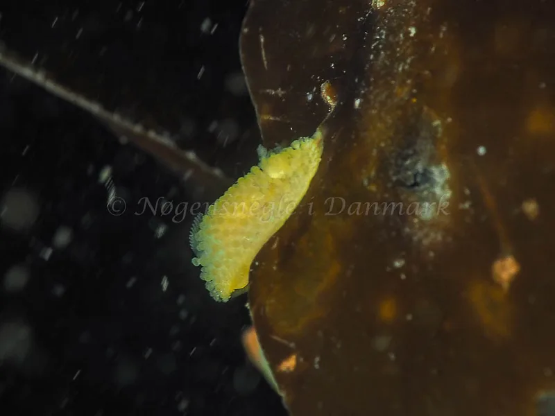 Onchidoris muricata - Ammoniakhavnen - Foto: Jens Egon Jørgensen