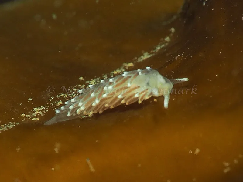 Cuthonella concinna - Ammoniakhavnen - Foto: Jens Egon Jørgensen