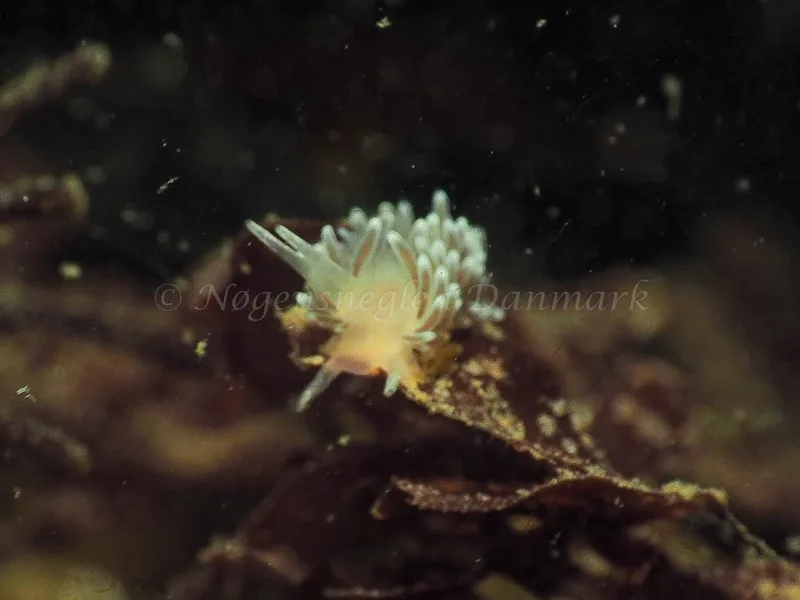 Cuthonella concinna - Ammoniakhavnen - Foto: Jens Egon Jørgensen