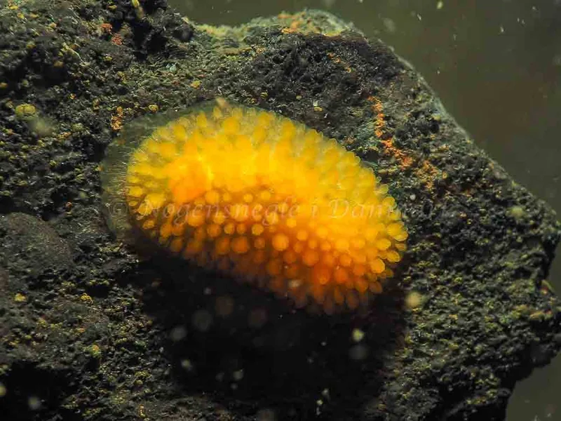 Adalaria proxima - Ammoniakhavnen - Foto: Jens Egon Jørgensen