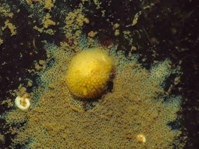 Adalaria proxima - Ammoniakhavnen - Foto: Jens Egon Jørgensen