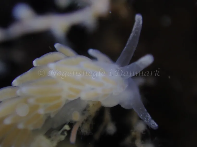 Cuthonella concinna - Ammoniakhavnen - Foto: Laurits Larsen