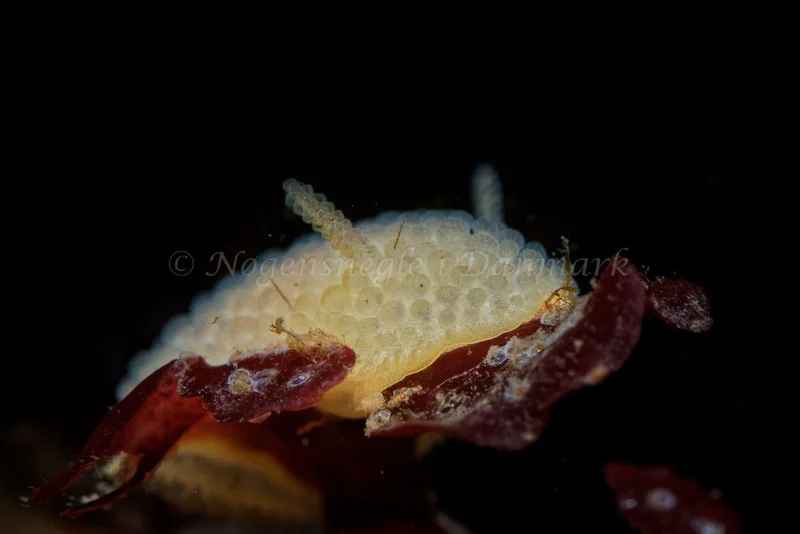 Onchidoris muricata - Søbadet - Foto: Oliver Bargheer