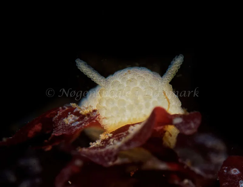 Onchidoris muricata - Søbadet - Foto: Oliver Bargheer
