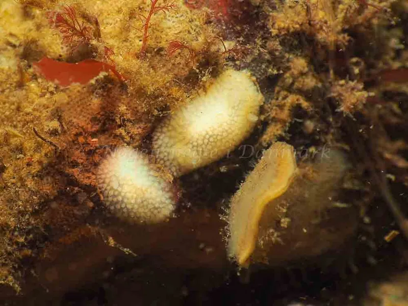 Onchidoris muricata - Ammoniakhavnen - Foto: Jens Egon Jørgensen