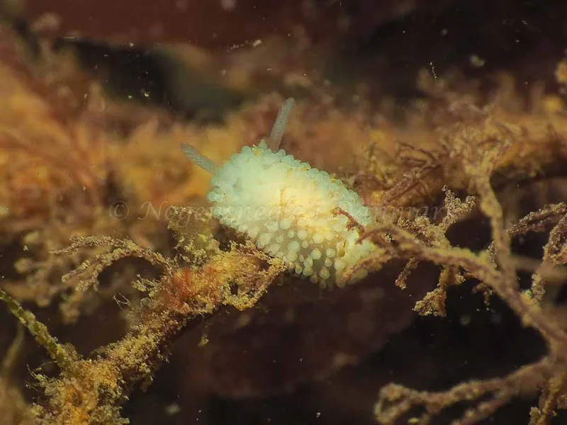 Onchidoris muricata - Ammoniakhavnen - Foto: Jens Egon Jørgensen