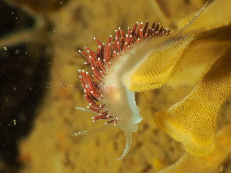 Coryphella verrucosa - Ammoniakhavnen - Foto: Jens Egon Jørgensen