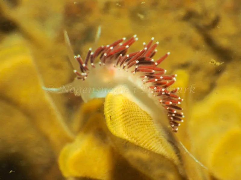 Coryphella verrucosa - Ammoniakhavnen - Foto: Jens Egon Jørgensen