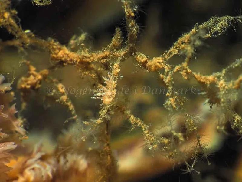 Eubranchus rupium - Kollund Mole - Foto: Jens Egon Jørgensen