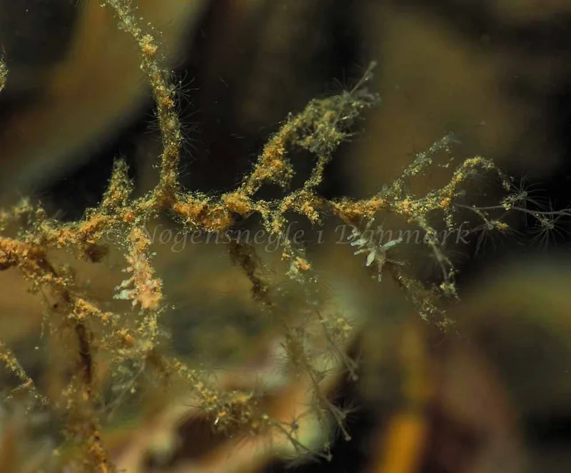 Eubranchus rupium - Kollund Mole - Foto: Jens Egon Jørgensen